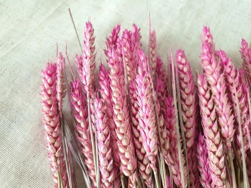mariage rose magenta